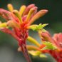 20 Pcs Kangaroo Paw Rare Flowers Seeds