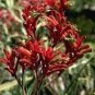20 Pcs Kangaroo Paw Rare Flowers Seeds