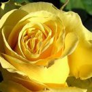 50 Pcs Heirloom 'Euro Tri' Yellow Rose Shrub Flower Seeds 50 Pcs Heirloom 'Euro Tri' Yellow Rose Shrub Flower Seeds
