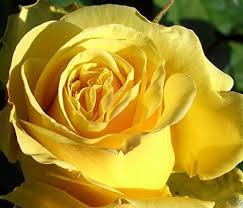 50 Pcs Heirloom 'Euro Tri' Yellow Rose Shrub Flower Seeds