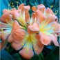 1 Pcs Medium Flower Real Bowl clivia pots Bonsai Garden Blooming Plants