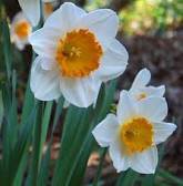 100 Pcs Narcissus Potted White Daffodil Flower