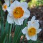 100 Pcs Narcissus Potted White Daffodil Flower