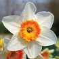 100 Pcs Narcissus Potted White Daffodil Flower