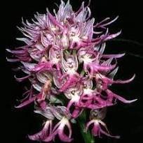 100 Pcs Orchis Italica Bonsai Pyramid Monkey Orchid Italian Man Orchid