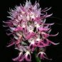 100 Pcs Orchis Italica Bonsai Pyramid Monkey Orchid Italian Man Orchid