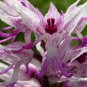 100 Pcs Orchis Italica Bonsai Pyramid Monkey Orchid Italian Man Orchid