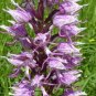 100 Pcs Orchis Italica Bonsai Pyramid Monkey Orchid Italian Man Orchid