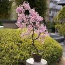 10 Pcs sakura seeds DIY home garden bonsai flower seed Japanese oriental cherry