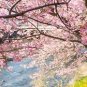 10 Pcs sakura seeds DIY home garden bonsai flower seed Japanese oriental cherry
