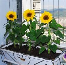 geflochtener bambus Geflochtener Bambus-Sonnenhut Pendelleuchte  Ksten-Boho-Dekor  ORVANI  home