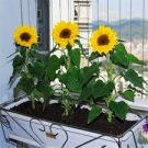 20 Pcs Sunflower Bonsai Indoor & Outdoor Dwarf Mini Sunflower Bonsai