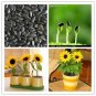 20 Pcs Sunflower Bonsai Indoor & Outdoor Dwarf Mini Sunflower Bonsai
