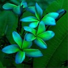 100 Pcs Plumeria Seeds Hawaiian Frangipani Flower