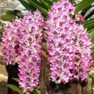100 Pcs Orchid Seeds