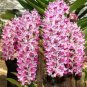 100 Pcs Orchid Seeds