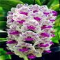 100 Pcs Orchid Seeds