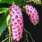 100 Pcs Orchid Seeds