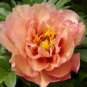 5 Pcs New 'Kopper Kettle' Orange Peony Tree