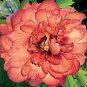 5 Pcs New 'Kopper Kettle' Orange Peony Tree