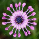 100 Pcs Osteospermum seeds,daisy seeds,osteospermum flowers