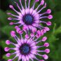 100 Pcs Osteospermum seeds,daisy seeds,osteospermum flowers