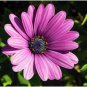 100 Pcs Osteospermum seeds,daisy seeds,osteospermum flowers
