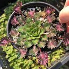 200 Pcs Bonsai Oxalis versicolor Flowers Bonsai Flower Seeds