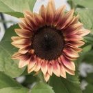 20 Pcs Amaranth Red Light Yellow Sunflowers Seeds Double Flowers 20 Pcs Amaranth Red Light Yellow Sunflowers Seeds Double Flowers