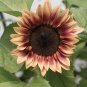 20 Pcs Amaranth Red Light Yellow Sunflowers Seeds Double Flowers