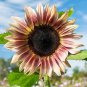 20 Pcs Amaranth Red Light Yellow Sunflowers Seeds Double Flowers