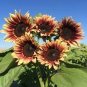 20 Pcs Amaranth Red Light Yellow Sunflowers Seeds Double Flowers