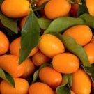 20 Pcs Kumquat Seeds, Golden Orange Cumquats Kinkan Golden Tangerine Fruits 20 Pcs Kumquat Seeds, Golden Orange Cumquats Kinkan Golden Tangerine Fruits