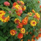 20 Pcs Hot Sale Orange Lantana Camara Perennial