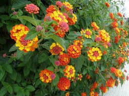 20 Pcs Hot Sale Orange Lantana Camara Perennial
