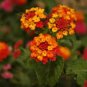 20 Pcs Hot Sale Orange Lantana Camara Perennial