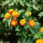 20 Pcs Hot Sale Orange Lantana Camara Perennial
