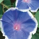 40 Pcs Hollyhock Flowers Dark Blue White Single Petals Big Flowers