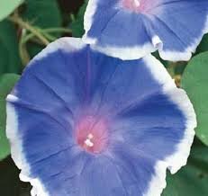 40 Pcs Hollyhock Flowers Dark Blue White Single Petals Big Flowers