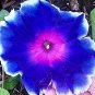 40 Pcs Hollyhock Flowers Dark Blue White Single Petals Big Flowers
