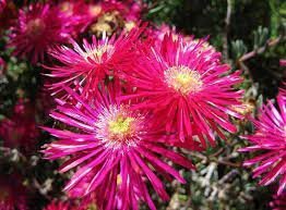 50 Pcs Lampranthus spectabilis Flaw Seeds Aizoaceae Perennial Evergreen Plants