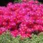 50 Pcs Lampranthus spectabilis Flaw Seeds Aizoaceae Perennial Evergreen Plants