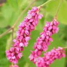 100 Pcs Polygonum Orientale Seeds 'Kiss-Me-Over-The-Garden-Gate' Princess Feather Annual Plant