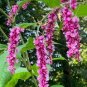 100 Pcs Polygonum Orientale Seeds 'Kiss-Me-Over-The-Garden-Gate' Princess Feather Annual Plant