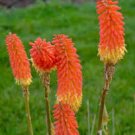 20 Pcs Kniphofia 'Elvira' Seeds Red Hot Poker Torch Lily 'Elvira' Flowers