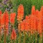 20 Pcs Kniphofia 'Elvira' Seeds Red Hot Poker Torch Lily 'Elvira' Flowers