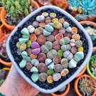 10 Pcs Mixed Many Types of Lithop Seeds Living Stones Rich Colorful Varieties from South Africa 10 Pcs Mixed Many Types of Lithop Seeds Living Stones Rich Colorful Varieties from South Africa