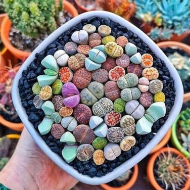 10 Pcs Mixed Many Types of Lithop Seeds Living Stones Rich Colorful Varieties from South Africa