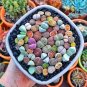 10 Pcs Mixed Many Types of Lithop Seeds Living Stones Rich Colorful Varieties from South Africa