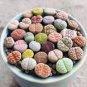 10 Pcs Mixed Many Types of Lithop Seeds Living Stones Rich Colorful Varieties from South Africa